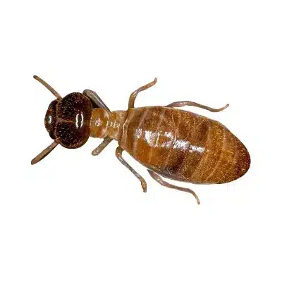 dampwood termite