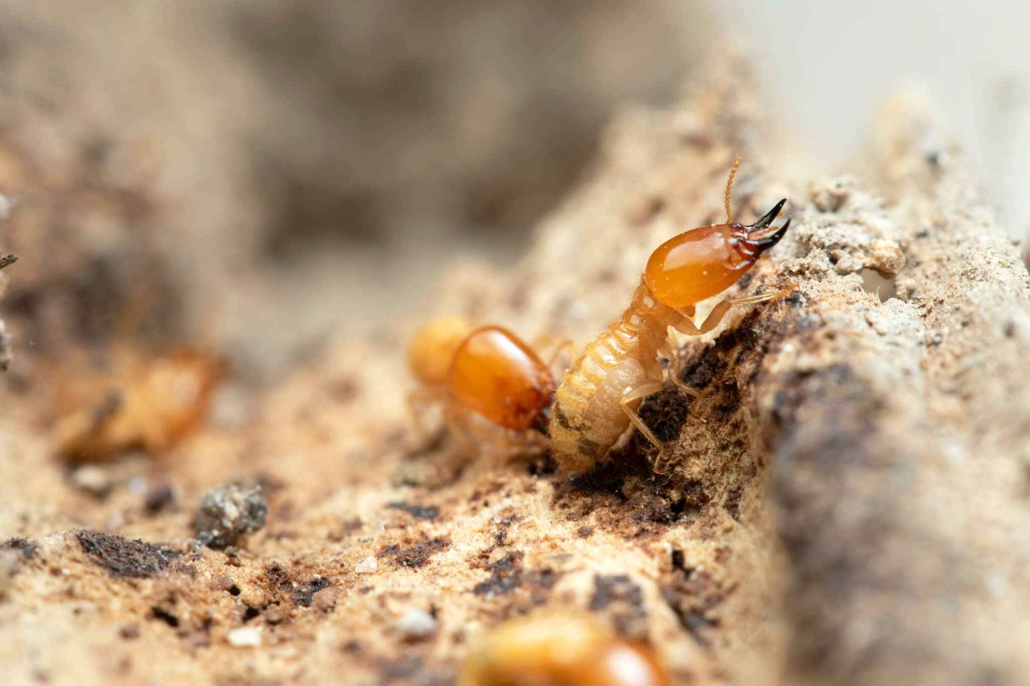 termite pest control