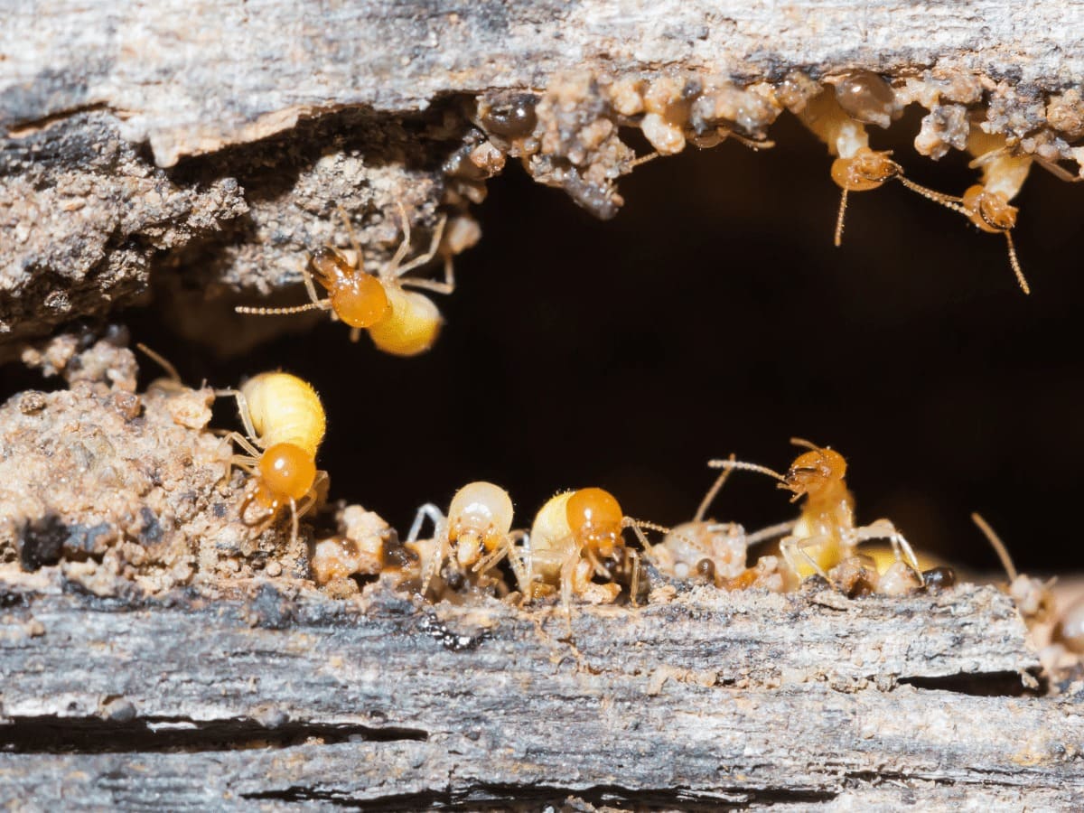 Termite control In Melbourne