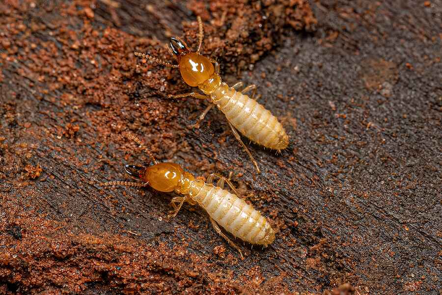 termite pest control